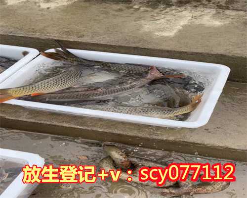 海口适合放生的鱼类，海南省海口泰华庵